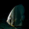 Bat fish